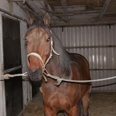 Traver Åhlunda's Edwin <3