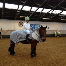 Belgier Stenholmgårds Jeppe