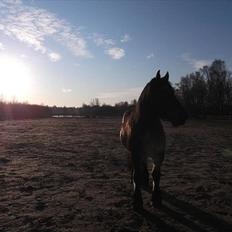 Belgier Stenholmgårds Jeppe