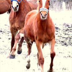 Frederiksborg MALICA DRAGE (Himmelhest) R.I.P <3