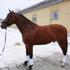 Oldenborg Hasselhøjs Ikaros (Bamse)[VIDUNDER HESTEN]