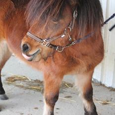 Shetlænder Pelle Hingst