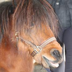 Shetlænder Pelle Hingst