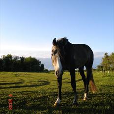 Arabisk fuldblod (OX) tamico ox