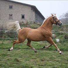 Palomino Shulay Gold Dust