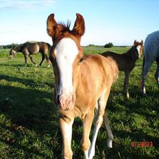 Arabisk fuldblod (OX) teico ox