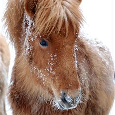 Islænder Geysa fra Ankerly