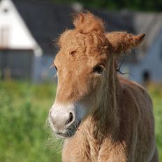 Islænder Geysa fra Ankerly