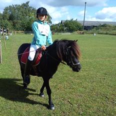 Shetlænder Ædellunds Laura.