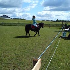 Shetlænder Ædellunds Laura.