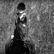 Dansk Varmblod Bjerglunds Sunlight