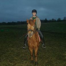 Anden særlig race Rosa ( Rider op) 