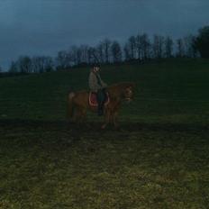 Anden særlig race Rosa ( Rider op) 