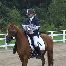 Hollandsk Sportspony San Diëgo 