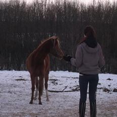 Welsh Partbred (Sec F) Sweet About Me