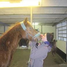 Welsh Partbred (Sec F) Sweet About Me