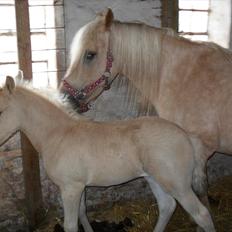 Anden særlig race Milana 