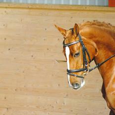 Hannoveraner Miss Red Diva