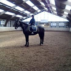 Dansk Varmblod Højvangs Ludin