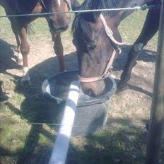 Dansk Varmblod Højvangs Ludin