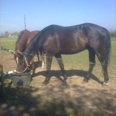 Dansk Varmblod Højvangs Ludin