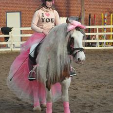 Irish Cob | Kenzo's Lacrosse *Krølle* - SOLGT!