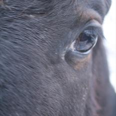 Dansk Varmblod Overgårds Manifique <3