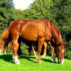 Frederiksborg <3 Skovbækkens Lexi <3