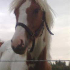 Anden særlig race Mille