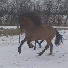 Islænder Ægir fra Toftdal