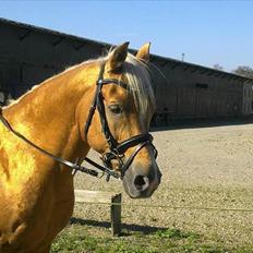 Palomino Shulay Gold Dust