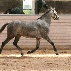 DSP Toftegaardens Ember