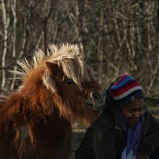 Shetlænder Pedro (givet væk)