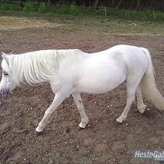 Anden særlig race Coco