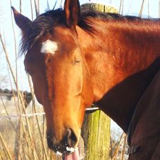 Hannoveraner Bjergdalens Michelin Star