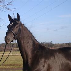 Trakehner Granat