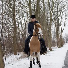 Anden særlig race Lucas 