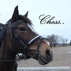 Anden særlig race Chess *.søsters!;D.* - Chesstøsen. (Solgt) :(<3