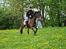 Traver Helios King - En lille galop tur op ad bakken :)