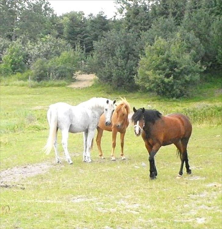 Anden særlig race | Silas <3. - Jeg fandt guldet for enden af regnbuen. Jeg elsker jer to højere end noget andet..♥ | Foto: Mig. billede 20