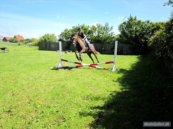 Arabisk fuldblod (OX) Helu - „Life isn't easy, but with you by my side everything is much easier.“ billede 6