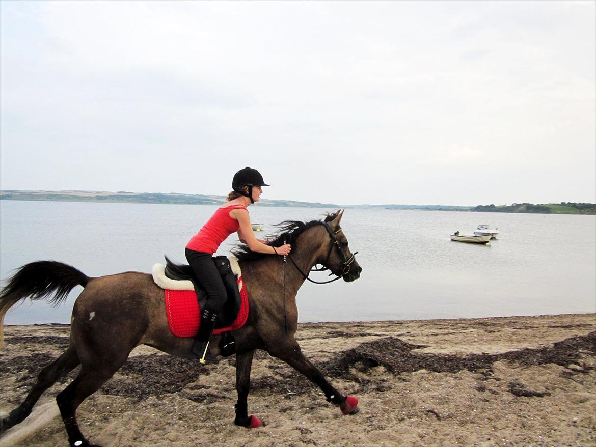 Arabisk fuldblod (OX) Helu - Love dosen't need to be perfect - it just need to be true.  billede 8