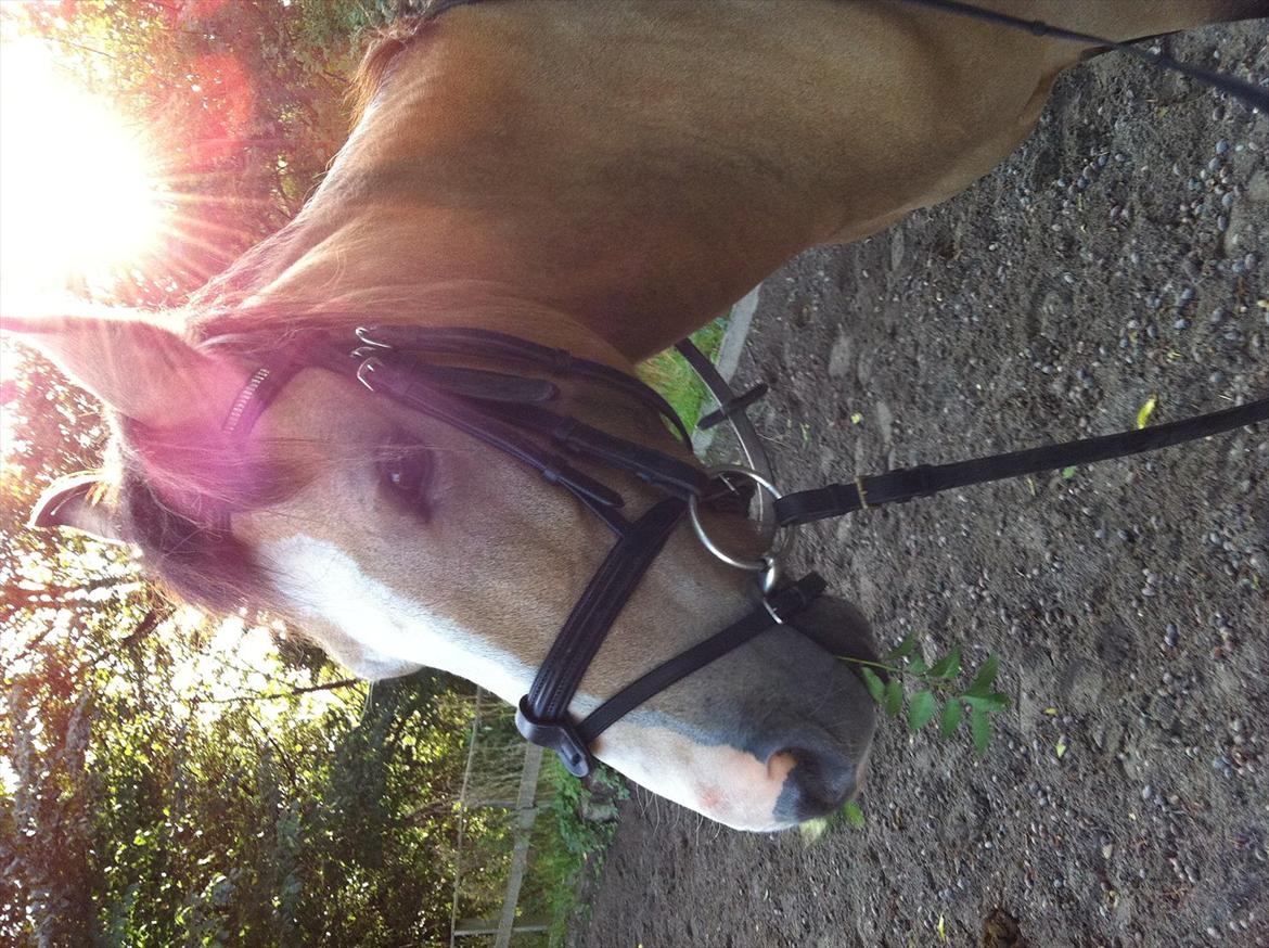 Welsh Partbred (Sec F) TIVALL <3 - Smukke dreng...
Ikke redigeret billede 13