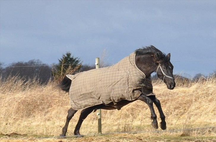 Dansk Varmblod Mahjong  billede 15