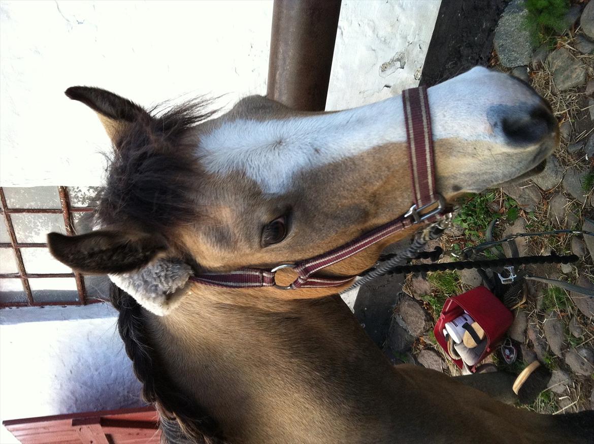 Welsh Partbred (Sec F) TIVALL <3 - Lææækkkeeer flettet dreng! billede 15