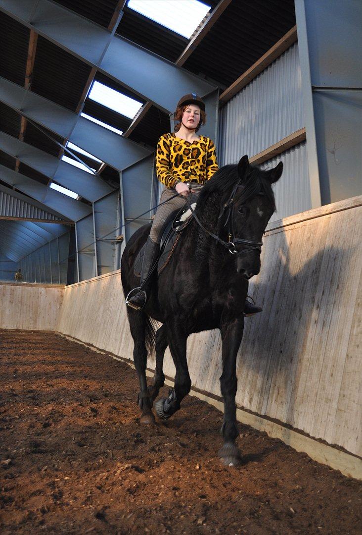 Dansk Varmblod Mahjong  - Velkommen til Mahjong's profil! billede 1