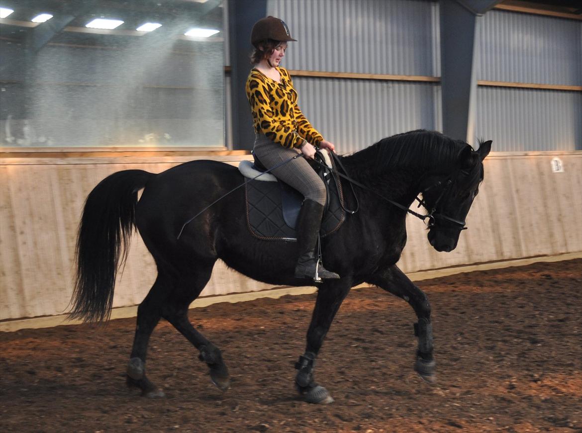 Dansk Varmblod Mahjong  billede 16