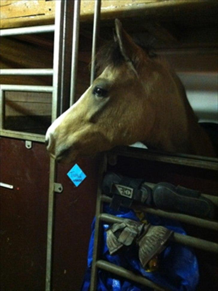 Welsh Partbred (Sec F) TIVALL <3 - Fisefornem & SMUK...
Boksen på dyrehavegård, 20111 billede 16