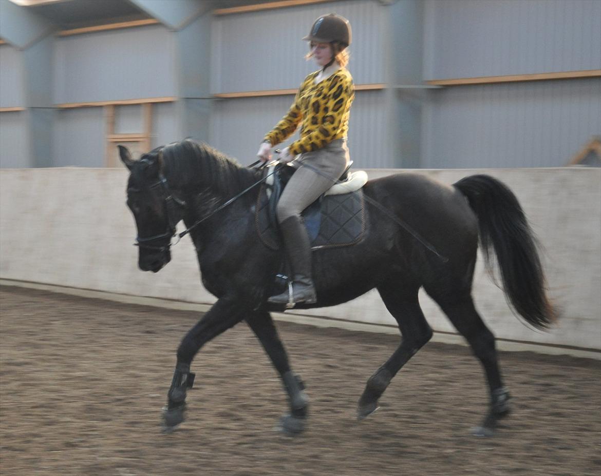 Dansk Varmblod Mahjong  billede 17
