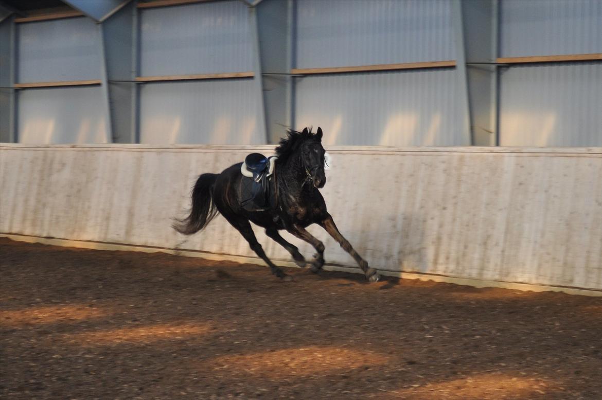 Dansk Varmblod Mahjong  billede 18